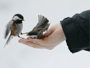 A much enjoyed family activity — the hand feeding of chickadees — is no longer permitted in Beaver Creek Conservation Area because of the spread of avian influenza in the province.
