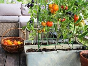 Gardening in containers is a good way to take full advantage of the sunny spots.  Getty Images