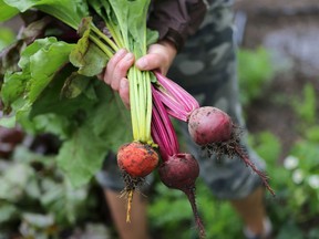 Fresh beets pulled from a Saskatoon garden in early July.