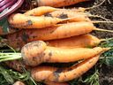 Freshly harvested 'Ya Ya' carrots