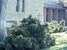 Mugo pine on the University of Saskatchewan campus.