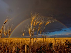 A rainbow over a field of wheat during harvest time in southern Alberta on Tuesday September 11, 2018. Leah Hennel/Postmedia ORG XMIT: POS1809121104364329