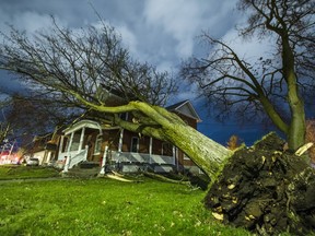 A large tree which has crashed into the roof of a home in Belleville, ON as a result of extreme winds suffered by the region Saturday night.