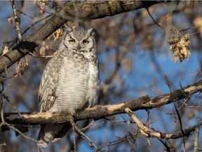 Great horned owls nest each year in the park.