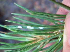 Pine needle scale on ponderosa pine