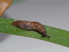 Common grey garden slug