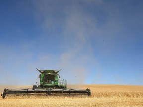 Farmers work in the field to bring in the wheat harvest near Beiseker, northeast of Calgary on Wednesday, Sept. 30, 2020.