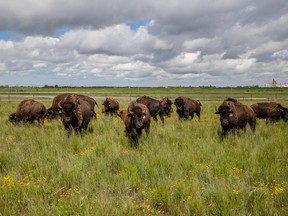 The bison herd at Wanuskewin Heritage Park