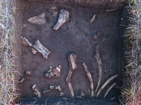 Tools made from modified bison ribs found near Melita in 2020, as part of a multi-year archeological investigation, are seen in this photo.