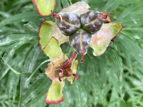 Powdery mildew infection of peony seed heads.