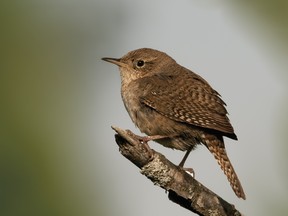 The house wren is a common backyard resident with a loud boisterous song.