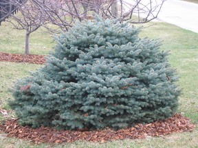 'Montgomery' spruce is a smaller version well adapted to urban yards.