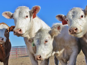 The Vaccine and Infectious Disease Organization (VIDO) has researched and developed a number of vaccines which protect cattle from diseases, including bovine respiratory disease, calf scours and lung plague. SUPPLIED