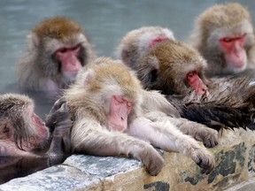 Japanese macaques soak in a hot spring at the Hakodate Tropical Botanical Garden in Hakodate on Japan's northernmost main island of Hokkaido, Jan. 12, 2021.