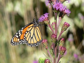 After wintering in the mountains of central Mexico, the butterflies migrate to the north, breeding multiple generations along the way for thousands of miles. The offspring that reach southern Canada then begin the trip back to Mexico at the end of summer.