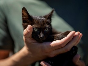 A member of the Ukrainian Special Forces holds 'Snake', a small kitten rescued from Snake Island after it was recaptured by the Ukrainian Armed Forces, in Kyiv, Ukraine, Friday, July 22, 2022.