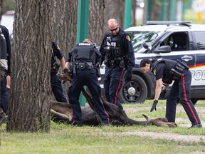 Saskatoon Police and a conservation officers tranquilize and load a moose into a truck on Preston Avenue, after it made it's way into the city. Photo taken in Saskatoon, Sask. on Tuesday, July 5, 2022.
