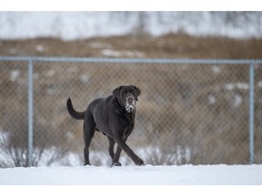 A new bylaw in the RM of Porcupine allows residents to kill dogs trespassing on their properties. (Saskatoon StarPhoenix).