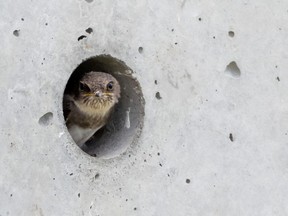 The tiny bank swallow, which migrates to Quebec from South America every summer, has dwindled to one per cent of its once thriving population here.