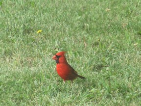 Michelle Kasick spotted a northern cardinal in her yard near Carrot River, July 24, 2022.