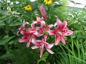 The best time to divide lilies is in the fall writes Bernadette Vangool.