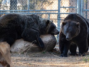 Grizzly bears at the Saskatoon Forestry Farm Park and Zoo. Photo taken in Saskatoon on Wednesday, October 20, 2021.