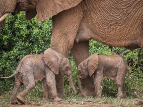 This handout photo taken by Save the Elephants on January 17, 2022 and distributed on January 20, 2022 shows a female elephant named Bora walking with her newly born twins at the Samburu National Reserve, northern Kenya.