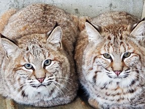 Bobcat brothers Sherlock and Watson are just some of the fun and unique characters you'll find at the Saskatoon Forestry Farm Park & Zoo. The Zoo has undergone expansion and changes in the past couple of years. SUPPLIED