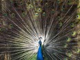 A peacock displays it feathers at the Toronto zoo in Toronto on Thursday, March 17, 2022.