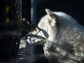 Buddy the wolf at the Saskatoon Forestry Farm Park and Zoo. Photo taken in Saskatoon on Wednesday, October 20, 2021.