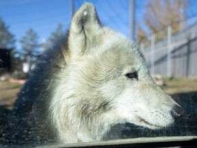 Buddy the wolf at the Saskatoon Forestry Farm Park and Zoo. Photo taken in Saskatoon on Wednesday, October 20, 2021.