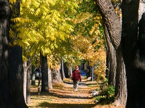 A multi-year plan for improving Saskatoon's urban forest will be considered Monday by city council's environment committee.