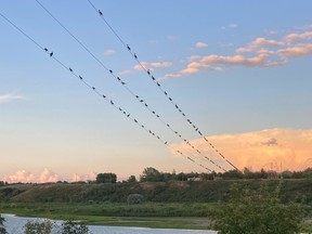 Cormorants can often be seen lined up along the power lines across the South Saskatchewan River at Queen Street in Saskatoon. Photo by Ron Jensen.