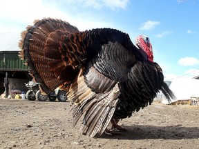 Die Lieferung von Thanksgiving-Truthahn in Saskatchewan wurde durch einen Ausbruch der Vogelgrippe in der Provinz beeinträchtigt.
