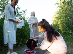 Rejna Ahmadi combines the cherries after an evening of sour cherry picking with her sister Shakiba Ahmadi, mother Zubida Yousfi, and friend Sepideh Oveysifar outside Saskatoon on Aug. 9, 2022.