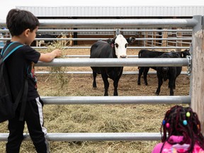 École Canadienne-Française students met fistula cows at Vetavision at the University of Saskatchewan Veterinary College in Saskatoon on Friday, September 23, 2022.