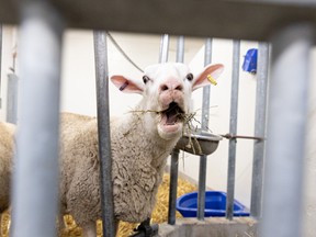 Sheep are on display at Vetavision at the University of Saskatchewan Veterinary School in Saskatoon on Friday, September 23, 2022.