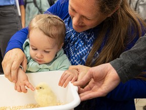 One-year-old Promise Olson pets a newly hatched chick with the help of her mom, Catherine Olson, during Vetavision at the University of Saskatchewan Veterinarian College in Saskatoon on Friday, September 23, 2022.