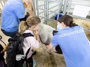 Students listen to a pony's heartbeat at Vetavision at the University of Saskatchewan Veterinary College in Saskatoon, Friday, September 23, 2022.