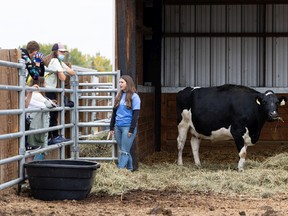 Students learn about dairy cows at Vetavision at the University of Saskatchewan Veterinary School in Saskatoon, Friday, September 23, 2022.