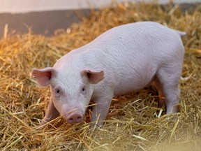 The piglets are on display at Vetavision on Friday, September 23, 2022 at the University of Saskatchewan Veterinary College in Saskatoon.