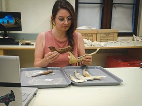 U of S graduate student Grace Kohut examining reindeer and caribou mandibles in a lab.