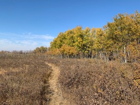 A narrow trail through the Nature Conservancy of Canada's protected lands near Asquith, Sask. (Russell Wangersky/SASKATOON STARPHOENIX)