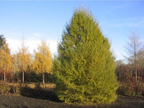 Oasis is a denser and more rounded form of Larix siberica. Photo by Bylands Nurseries.