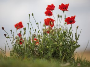 Wild poppies grow in the 'Trench of Death', a preserved Belgian Second World War trench system. Photo by Jack Taylor/Getty Images