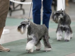 Dogs compete during the Hub City Kennel & Obedience Club Dog Show at Prairieland Park in 2015.