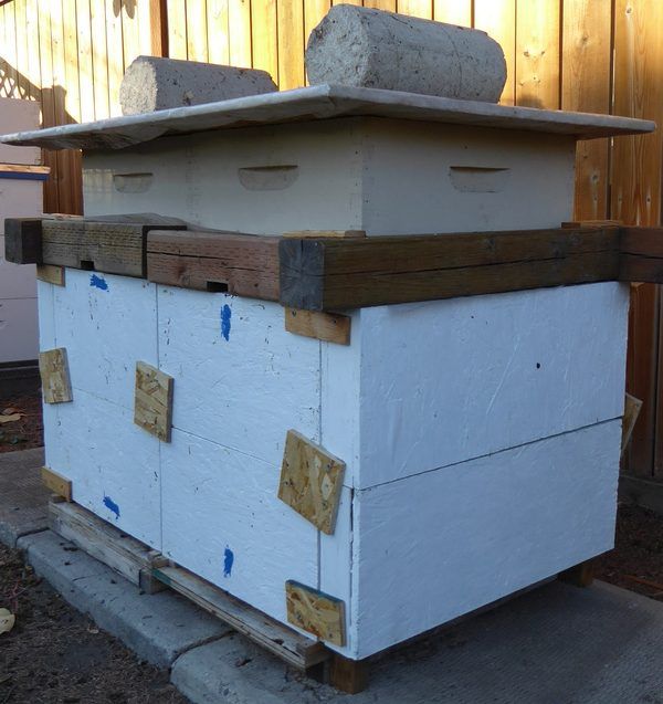How do honey bees survive our Saskatchewan winters? thumbnail