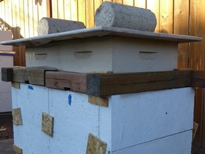 Two honey bee hives wrapped for winter. Both the bottom and top entrances are open to allow bees outdoor access on warm winter days and to promote ventilation. Photo by Heather Brenneman.