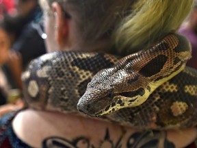 A 10 year-old dumerial boa hangs around the neck of one of the handlers in the reptile section during Pet Expo  at the Expo Centre in Edmonton, January 26, 2019.