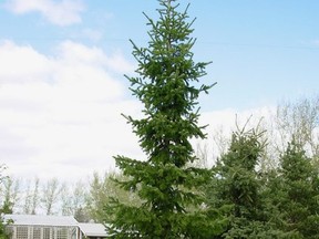 Subalpine fir. Photo by Brian Baldwin